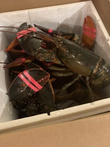 1.8kg+ North Atlantic Live Lobster photo review