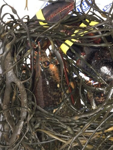 1.8kg+ North Atlantic Live Lobster photo review